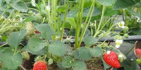盆栽草莓怎样种植（阳台草莓盆栽种植方法）