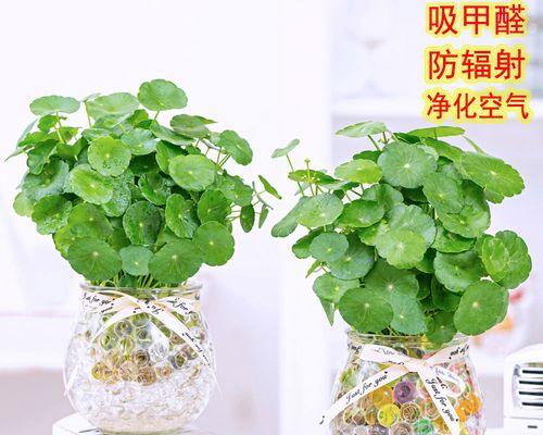 铜钱草怎样水培（水培铜钱草的养殖方法）