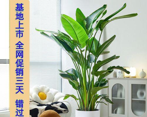 天堂鸟植物怎么养（天堂鸟植物的养护知识）