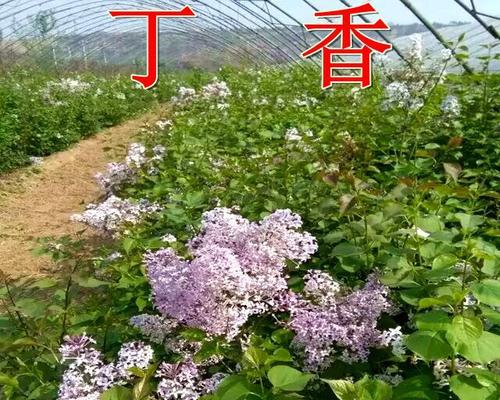 丁香花如何种植（丁香花栽培技术要点）