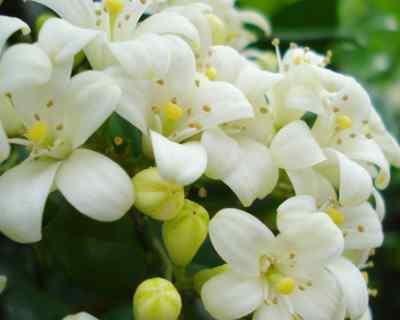 七里香花怎么种植（七里香的种植方法及养护）