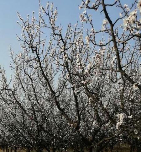 杏树什么时候种植（杏树种植方法与时间）