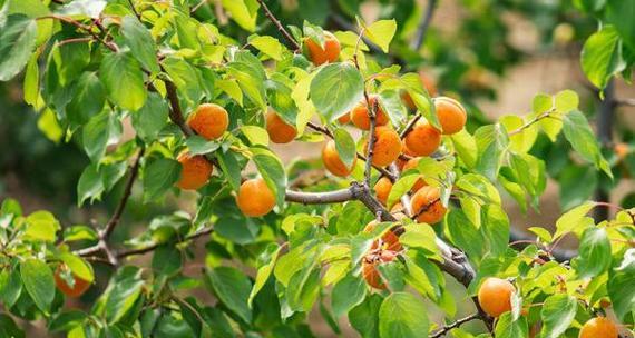 杏树什么时候种植（杏树种植方法与时间）
