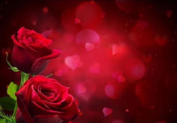 玫瑰花语探秘（红色浪漫之旅——98朵玫瑰的花语）