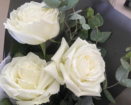 白玫瑰的花语及象征意义（9朵白玫瑰传递的美好祝福与情感）