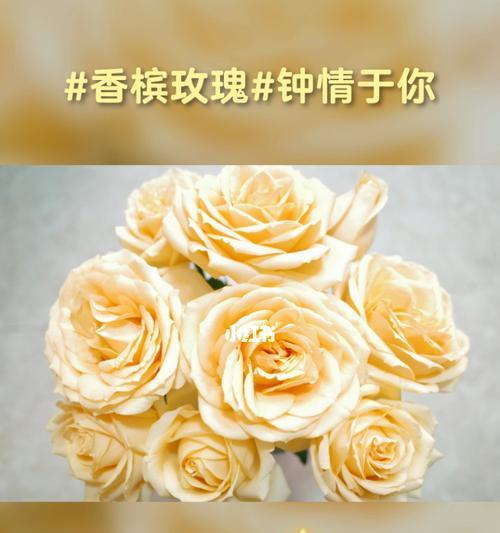 19朵玫瑰的花语及其含义（探寻19朵玫瑰所代表的丰富花语世界）