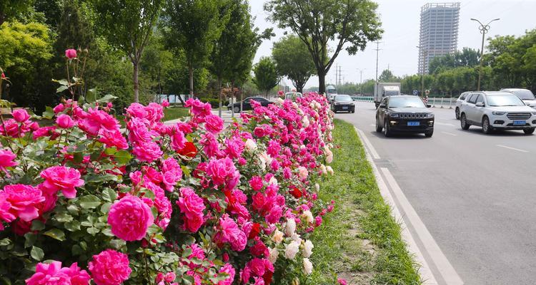 安庆市的市花——月季花的寓意（探寻安庆市花月季的象征意义）