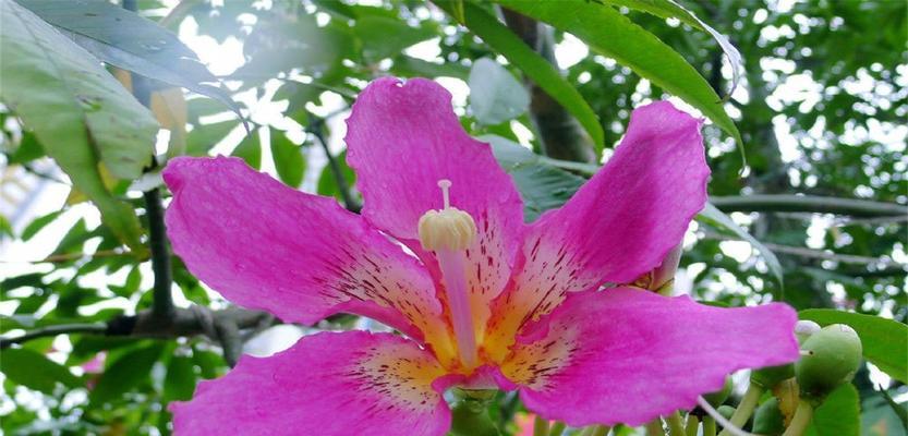 澳门市花莲花的象征意义——寓意纯洁与和平（澳门市花莲花的背后故事与寓意解读）