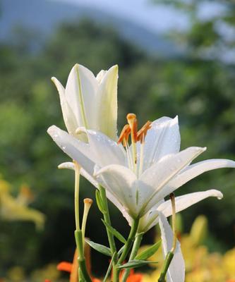 白百合的花语与意义（深情厚谊）