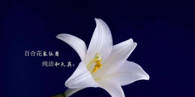 白百合的花语与意义（深情厚谊）