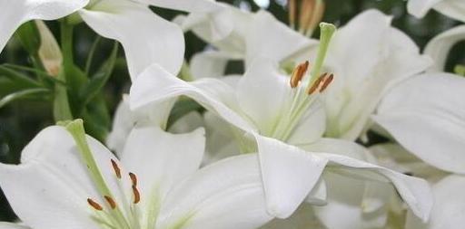 白百合花的花语与象征意义（白百合花的纯洁与希望——代表花语详解）