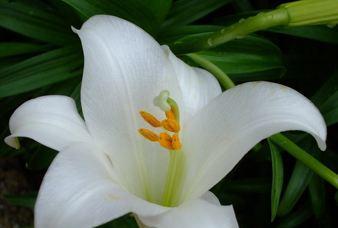 白百合花的花语与象征意义（白百合花的纯洁与希望——代表花语详解）