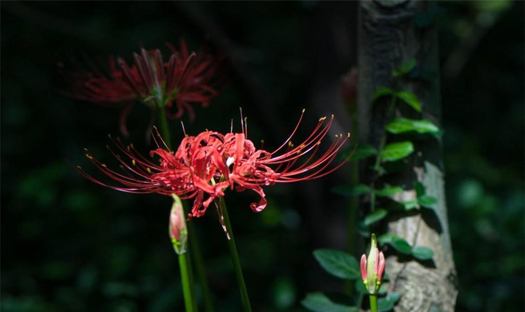 白彼岸花（一朵寓意深远的花朵）