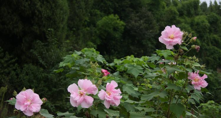 白芙蓉花（以白芙蓉花为象征的意义和美学表达）