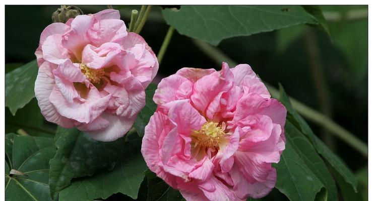 白芙蓉花（以白芙蓉花为象征的意义和美学表达）