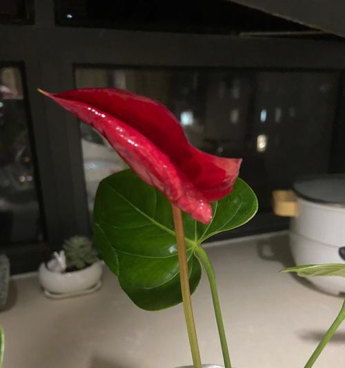 白红掌花（一朵花在爱情中的意义与表达方式）