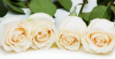 白玫瑰花的象征意义（探寻白玫瑰花所代表的情感和价值观）