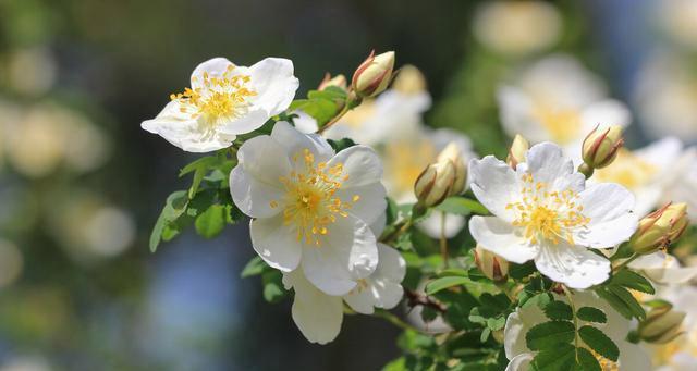 白蔷薇花语与代表意义（白蔷薇的纯洁之美与希望）