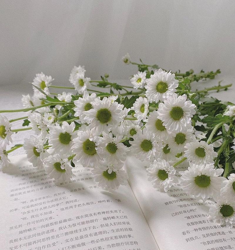 白色雏菊的花语与寓意（探寻白色雏菊的象征与内涵）
