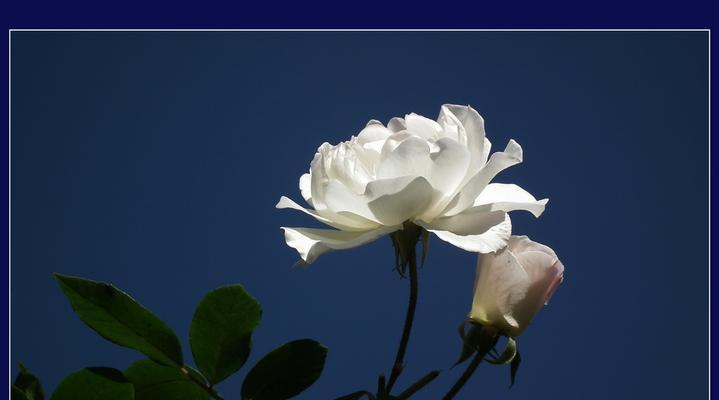 白色月季花的象征意义与美丽之魅（探寻白色月季花的精神意象及美学价值）