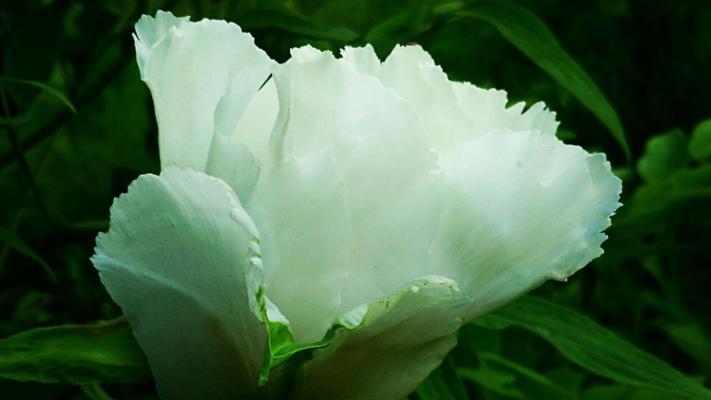 白芍花的象征意义和独特价值（探索白芍花在文化和医学中的重要地位）