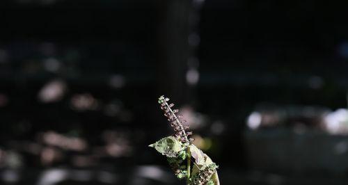 薄荷花语与代表意义（揭示薄荷花所传递的心灵之语）