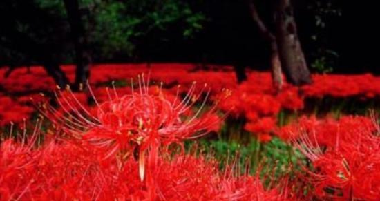 彼岸花花语解读（彼岸花的花色多样）