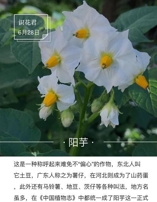 花中的诚实之语（以花语传递真诚的力量）