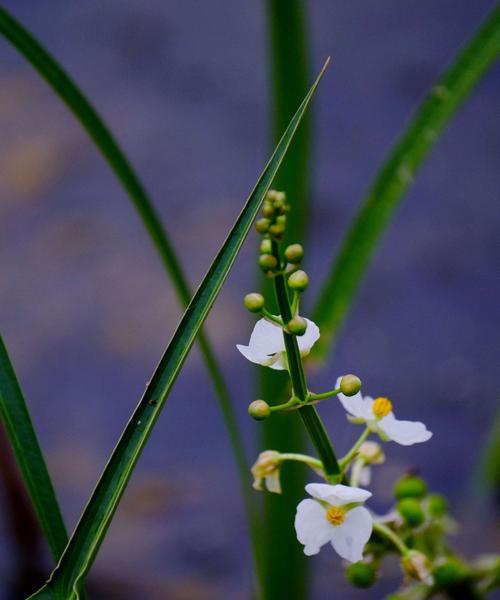 纯洁的花（以纯洁的花为主题）