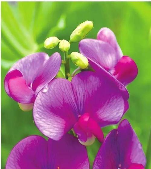 高冷花的魅力（傲娇、独立、高冷的花儿）