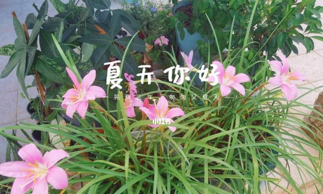 花语传递的开心之花——以表示开心的花为主题（探索花语）