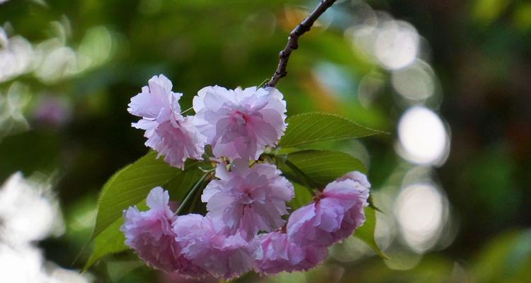 慵懒之美（探寻慵懒花朵的生命哲学与美学魅力）