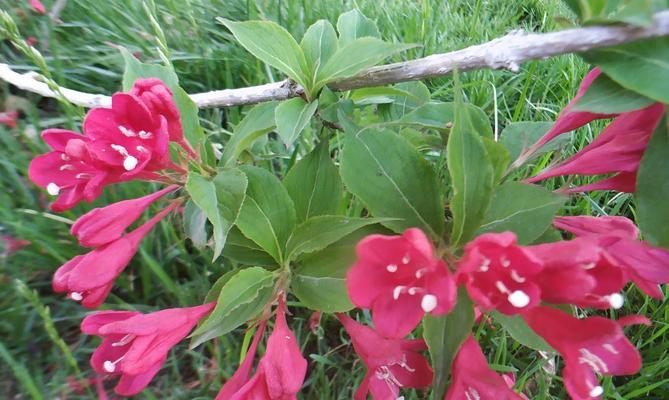 友情的花（以花朵为媒介）