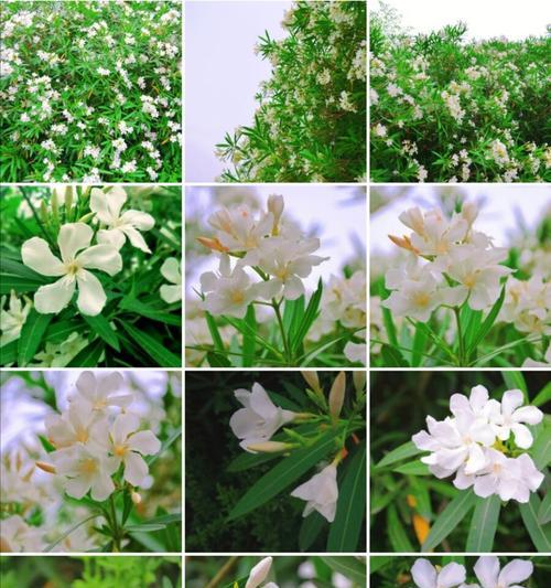友谊的花（以花语传递友谊之意）