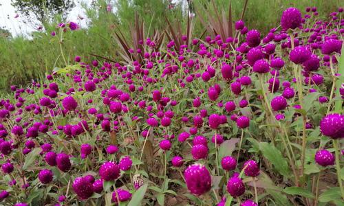 友谊的花（以花语传递友谊之意）