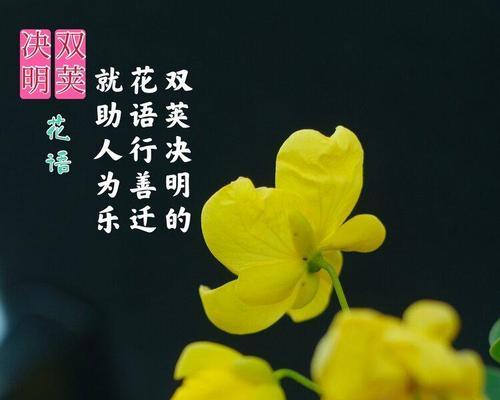 友谊长存的花——传递永恒的友谊（用花语传递友谊的美好）