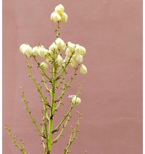 以花语传递的原谅之意（用花言莲意传达原谅的美好）