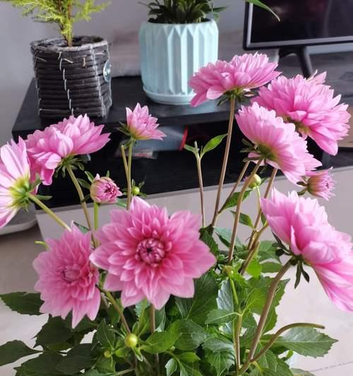 再见的花——告别的美好寓意（以花语传递离别之情的鲜花们）