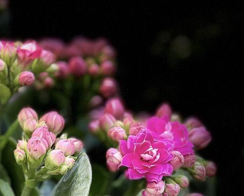 寓意长寿的花语与花种（探寻长寿之花）