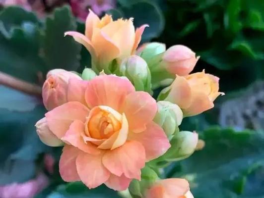 寓意长寿的花语与花种（探寻长寿之花）