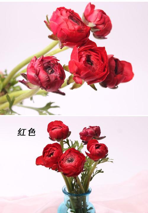 花语之真诚花，传递心意无限（揭秘真诚花的花语）