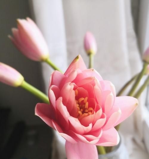 自负之花（独特自负的花语）