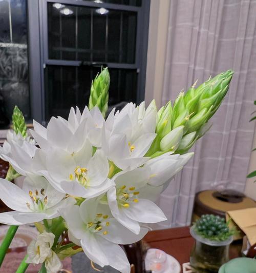 自负之花（独特自负的花语）