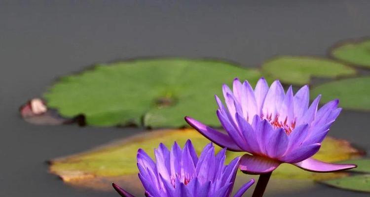 自负之花（独特自负的花语）