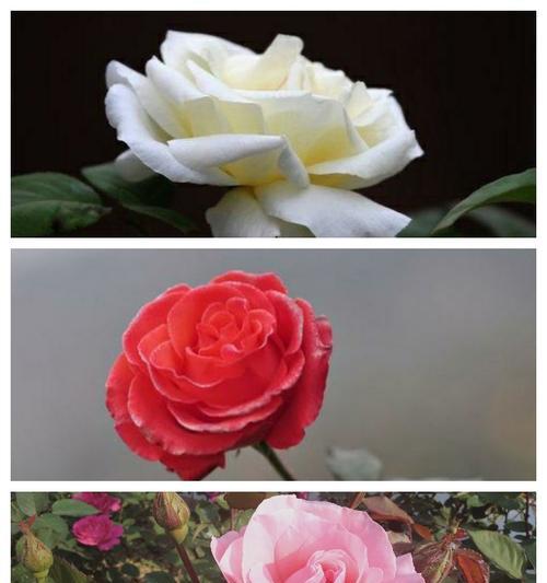 花语与崇高的尊敬（探寻尊敬崇高之美）