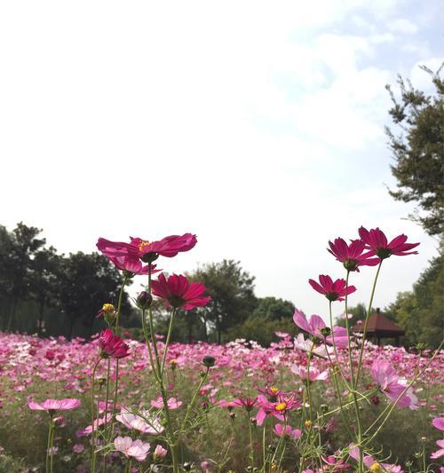 以波斯菊的花语和寓意象征意义（探索波斯菊花的神秘语言和象征意义）