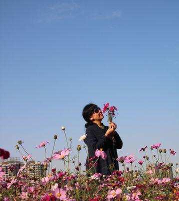 以波斯菊的花语和寓意象征意义（探索波斯菊花的神秘语言和象征意义）