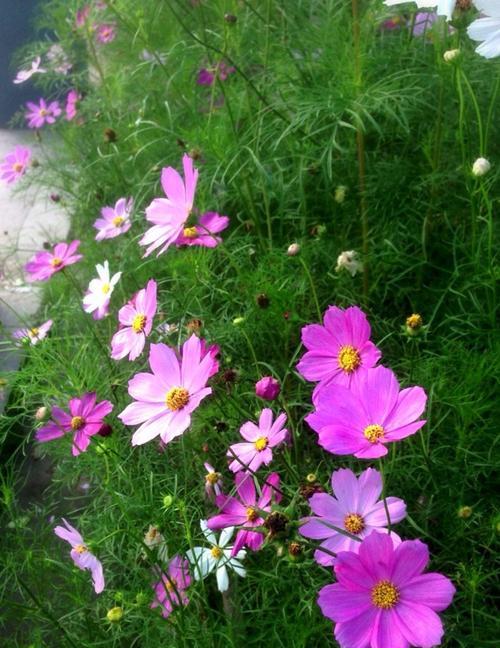 以波斯菊花语的深刻寓意（探索花草之语）