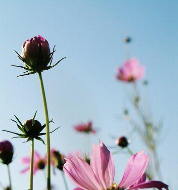 以波斯菊花语的深刻寓意（探索花草之语）