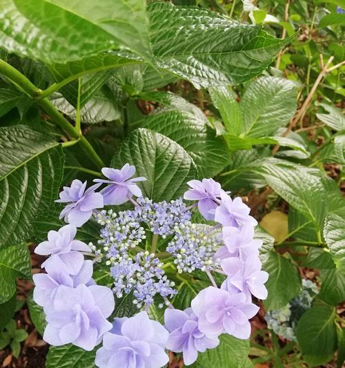 花的花语与意义（不同颜色花的寓意与象征）